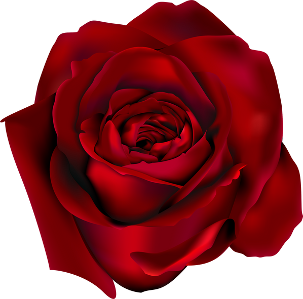 red rose flower illustration 4