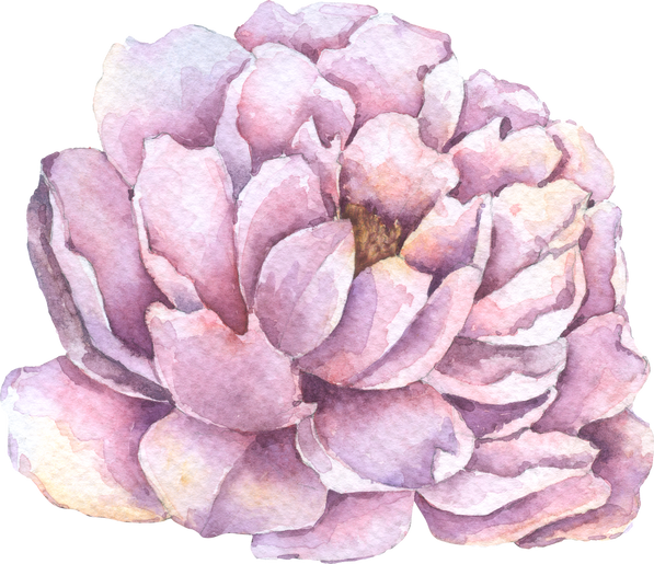 Violet Peony flower, Autumn flower watercolor