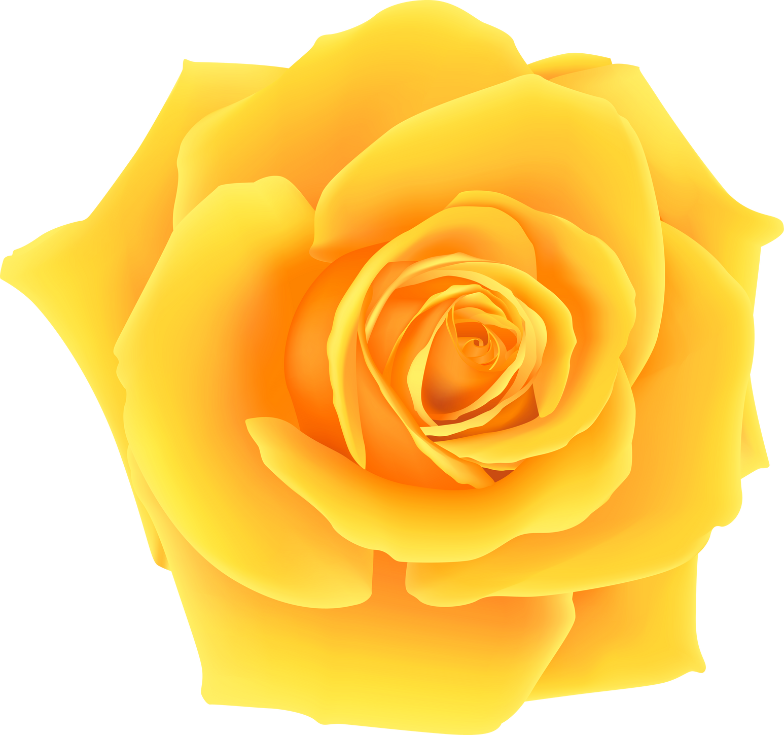 yellow rose flower illustration