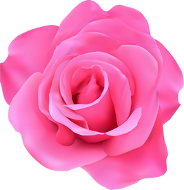 pink rose blooming